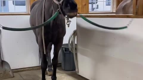 Angry Looking Horse is Actually a Big Softie