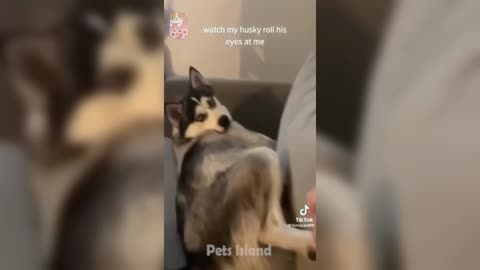 Husky Is Always the Funny One😂🤣