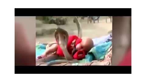 The King Cobra is guarding a baby in a crib