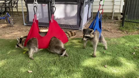 Adorable Raccoon Zip Line Therapy