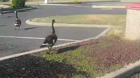 flock of geese part 4 ....by jack the Irish wolfhound