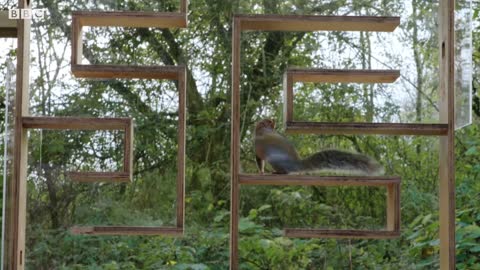 Squirrel Solving a Maze Challenge