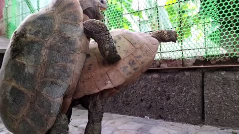 LIFE CYCLE OF TORTOISES /Mating, egg lying & hatching/ amazing vedio.