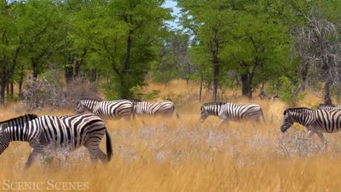 ##AFRICAN SAFARI ANIMALS VIDEO ROADSIDE RIVER FOREST NATURAL PICTURE ##PART 6