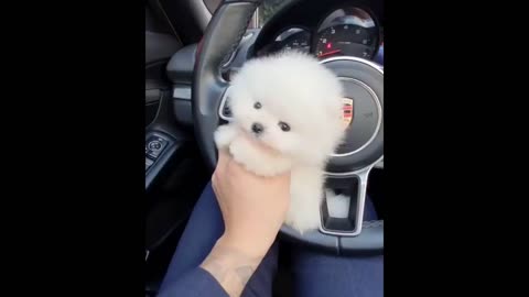 Cute Pomeranian Puppies Videos Compilation 2022 _ Cutest and Funny Dogs