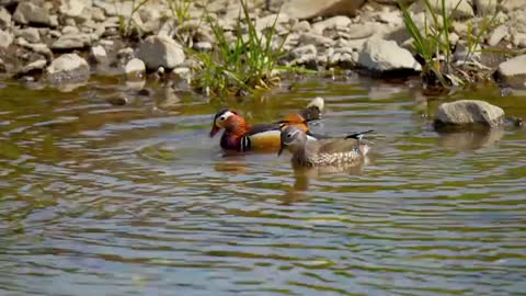 Couple of Colorful Birds in Lake