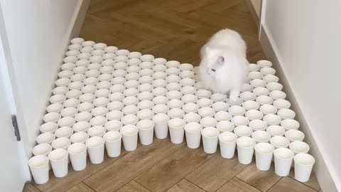 Trying new challenges 🐱 White fluffy cat Cat game