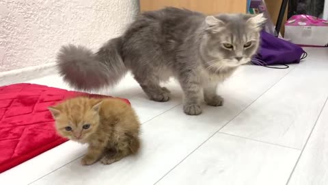 Ginger kitten's first meeting with the cat🐈 Will she feed him or not