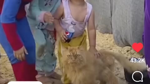 Gaza Cat's Are Heroes