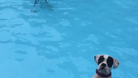 Dogs Stand patiently in the water for the ball to be thrown