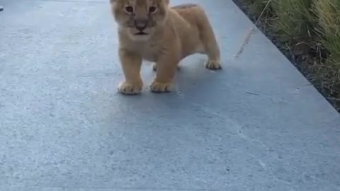 Baby lion is walking with a happy heart, verry cute!!