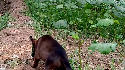 Malinois puppy