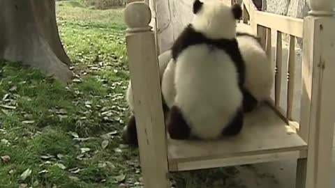 Cute pandas playing on the slide