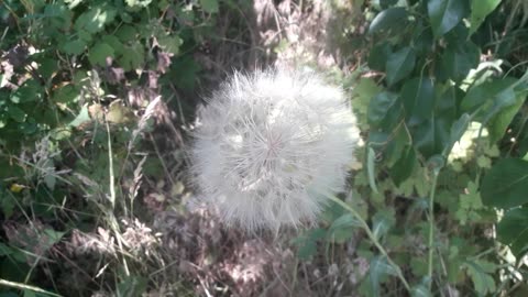 Giant dandelion