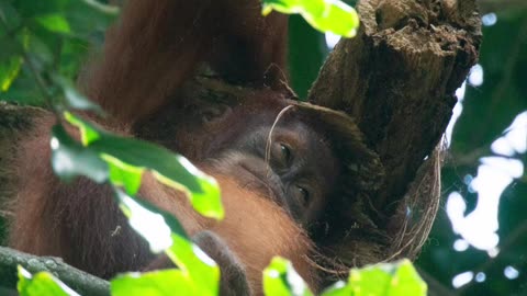 😍 CUTE BABY ORANGUTAN USING WOOD AS HAT 🤣