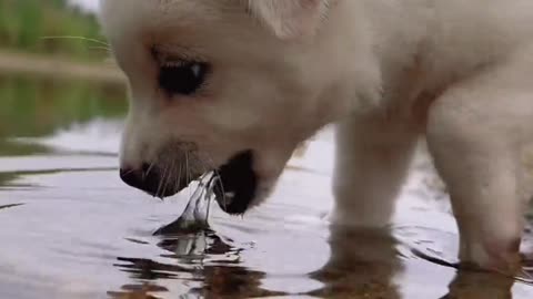 The sound of a little dog drinking water is truly healing