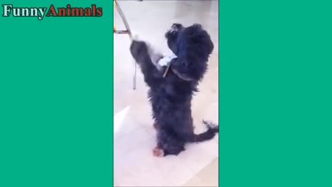 Funny animal videos