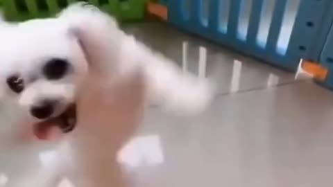 Puppies Funny Dance