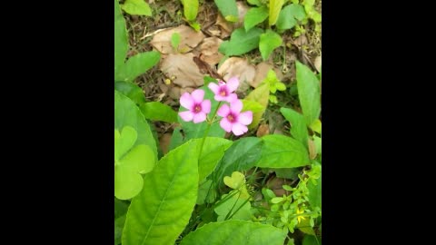 green plants