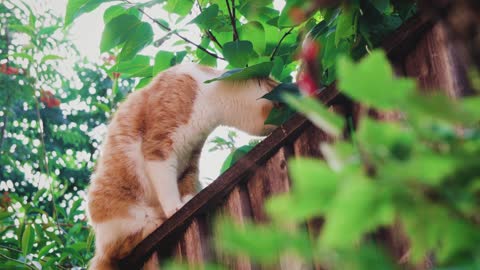 Cats play in the garden