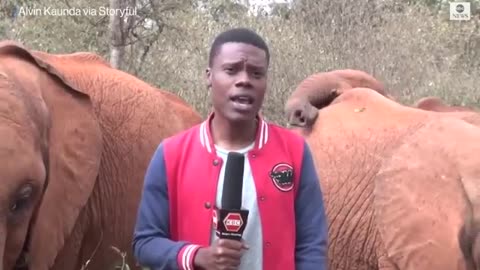 Baby elephant interrupts reporter's piece to camera