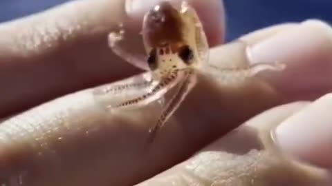 Small and friendly baby octopus 🐙👶