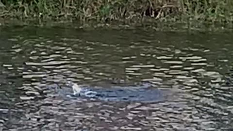 Otter Scraps With Iguana