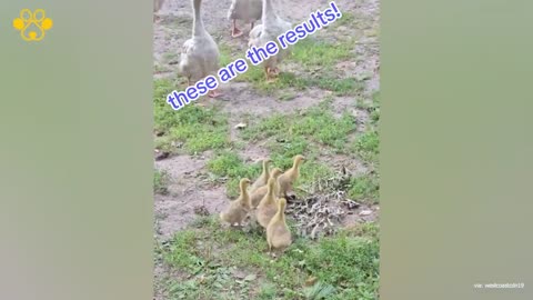 German Shepherd Found Himself as a Duck Caretaker.