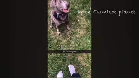 New Funny Animals 😅 Funniest Dogs And Cats Videos 2023🐶😺