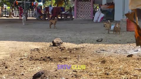 Fake Tiger Vs Dog Prank: The Ultimate Test of Laughter!