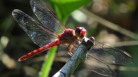 Macro Insect Video