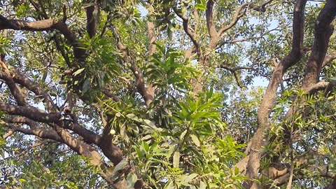 Wht a view of the mango tree #nature #mango