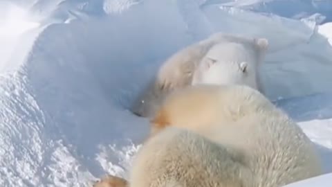 The family was so happy that mother Bear took little Bear to play in the snow