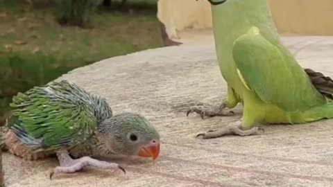 TALKING RINGNECK PARROT GREETING BABY PARROT