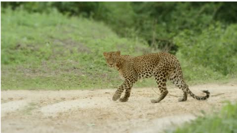 Wild Animals I Tiger I Leopard I Elephant