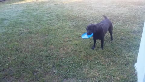 Dog Can't Decide What To Fetch