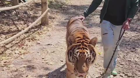 Tiger Zoo Singapur