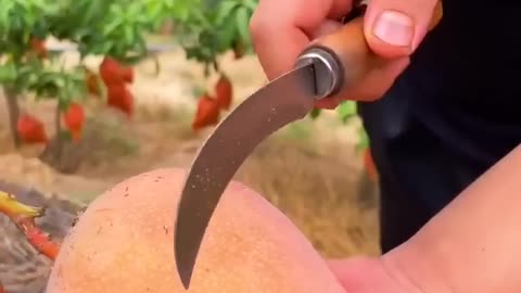 Mango cutting