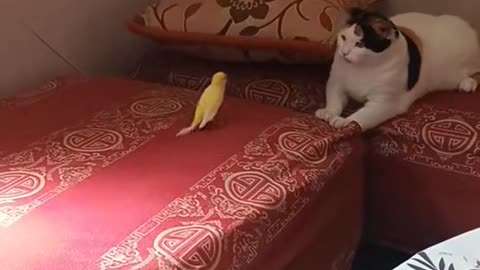 Bird sing to Cat