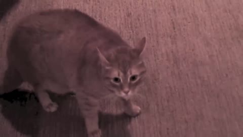 Friend's Cat Meows Aggressively, then Attacks