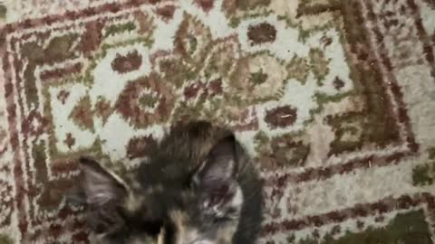 Tiny Kittens Go Nuts for Breakfast