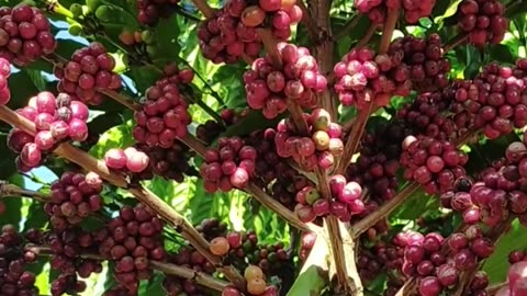 Mesmerizing Beauty of Coffee Trees Stunning Garden Images