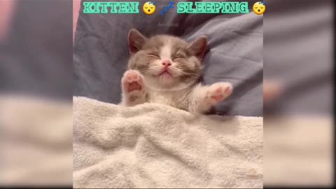 Cuttest Kitten 😸 Sleeping 😴 💤