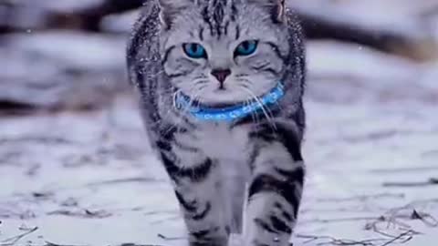 Cute cat and Attitude