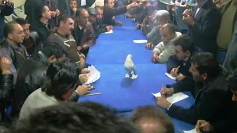 A Pigeon shown in the meeting hall