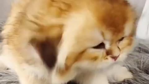 Baby cats, Funny Cats videos, Cute Cats