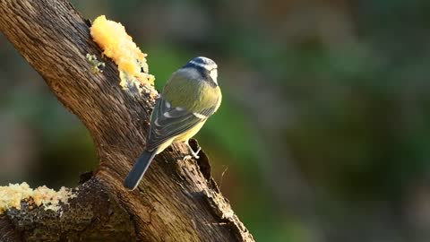 Blue Tit Bird The Manger Animal Plumage Garden