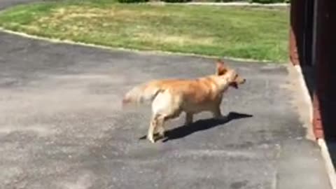 Golden Retriever es una talentosa escapista