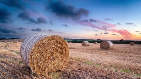 Harvest Sunset Free To Use Video Loop No Copyright