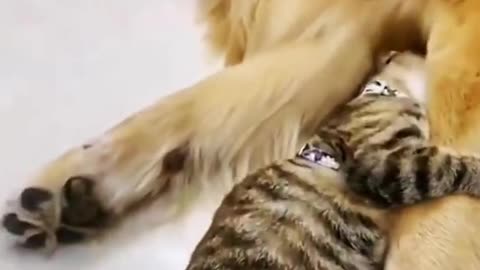 Funny cat collection, watch and laugh again